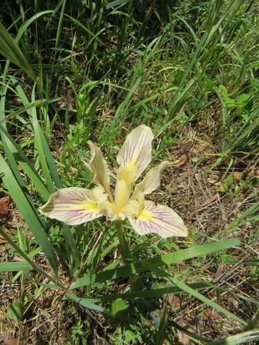 Iris fernaldii, photograph 2