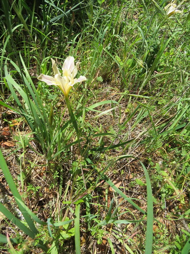 Iris fernaldii, photograph 3