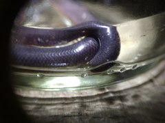 Cyclotyphlops deharvengi