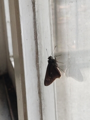 Eutychide subcordata