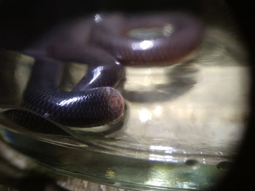 Deharveng’s Blind Snake