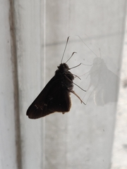 Eutychide subcordata