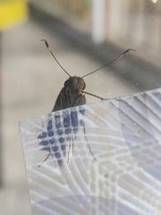 Eutychide subcordata