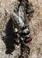 Anthomyia procellaris