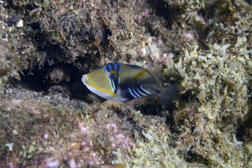 Rhinecanthus aculeatus