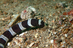 Leiuranus versicolor