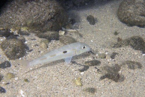 Mulloidichthys flavolineatus