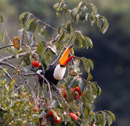 Toco Toucan