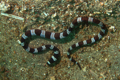 Leiuranus versicolor