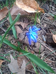 Scilla siberica