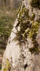 Cryphaea heteromalla