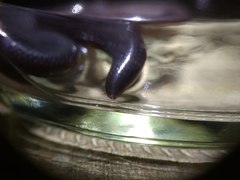 Cyclotyphlops deharvengi