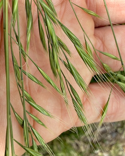 Festuca bromoides observed 2026-04-27