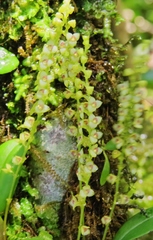 Stelis parvula