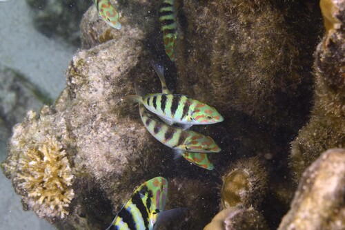 Thalassoma hardwicke