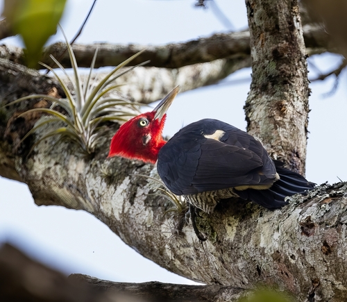 Robust Woodpecker