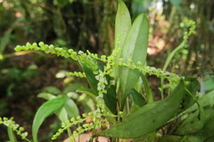 Stelis parvula