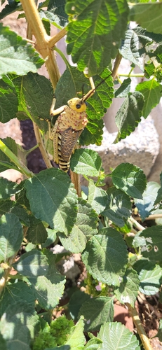 Redwart Milkweed Locust