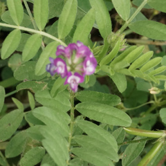 Astragalus nuttallianus
