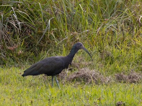Green Ibis