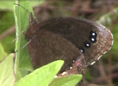 Gyrocheilus patrobas