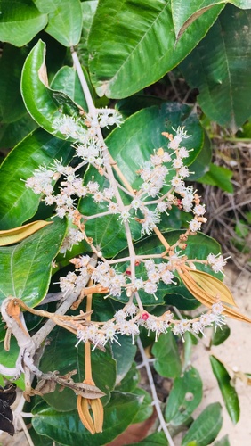 Miconia albicans