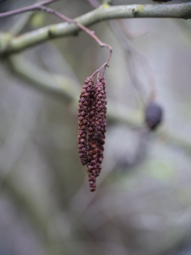 Alnus orientalis, photograph 2