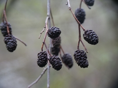 Alnus orientalis