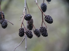 Alnus orientalis, photograph (c) Marios Thoma, some rights reserved (CC BY)