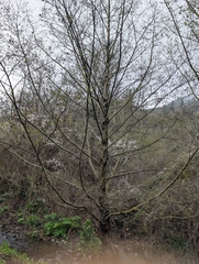 Alnus orientalis, photograph (c) Marios Thoma, some rights reserved (CC BY)