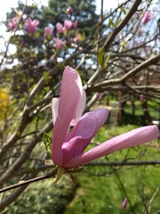 Magnolia