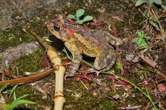 Incilius porteri