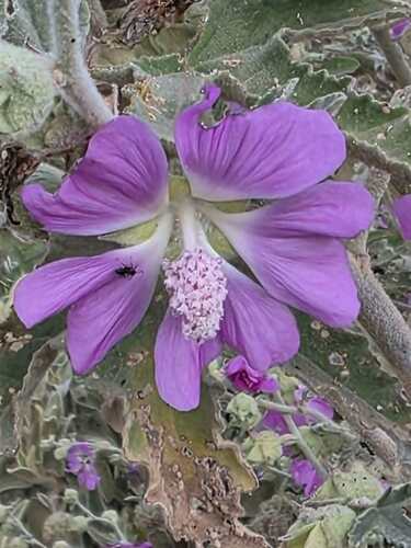 Bryony-leaved Tree-mallow