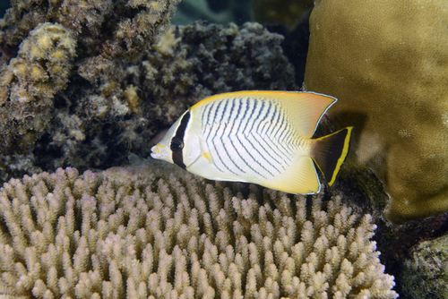 Chaetodon trifascialis