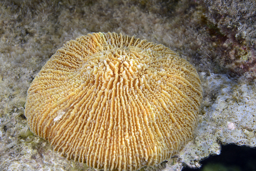 Danafungia scruposa observed 2026-05-09