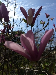 Magnolia