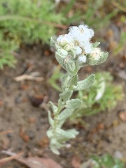 Micropus californicus