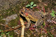 Incilius porteri