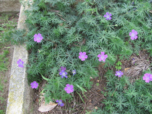 Geranium sanguineum