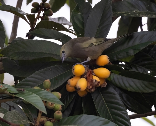 Palm Tanager