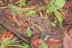Incilius porteri
