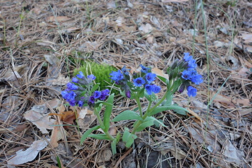 Pulmonaria angustifolia, photograph 6