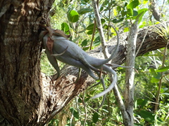 Tillandsia paucifolia