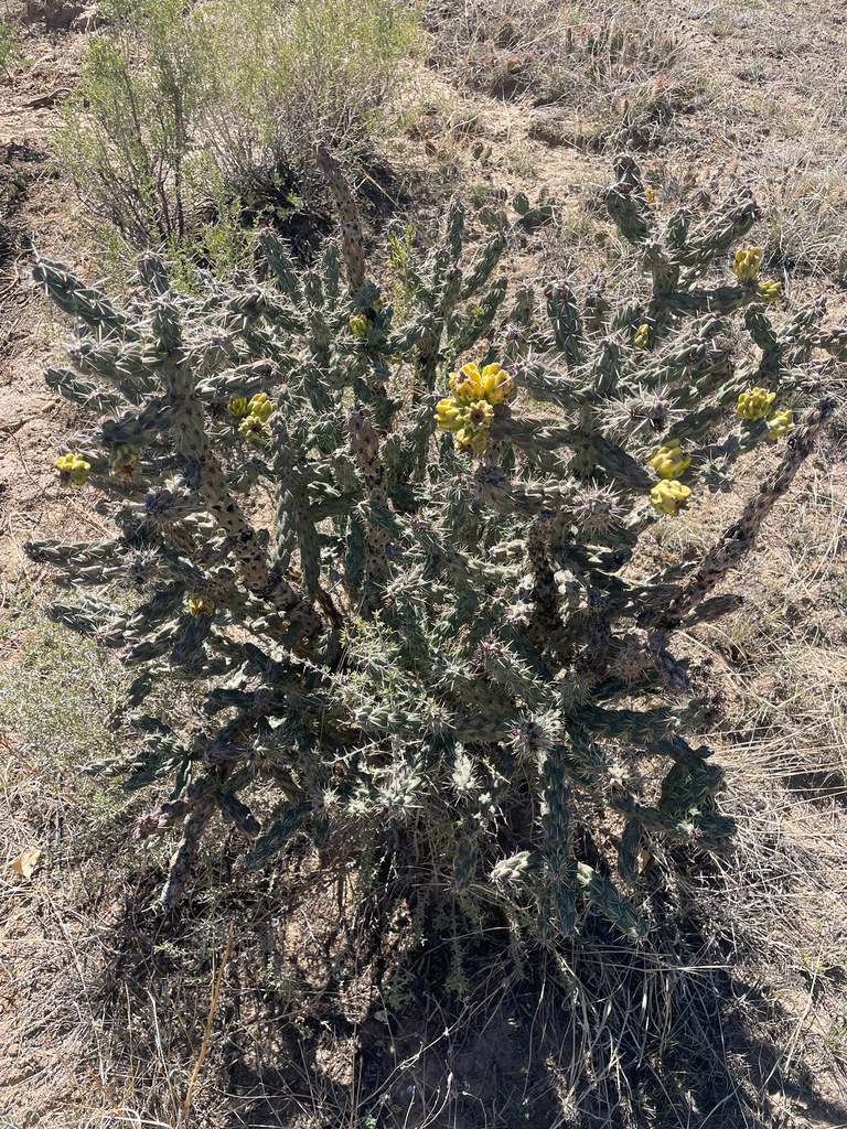 Tree Onchilla tree cholla in May 2026 by geweikert · iNaturalist