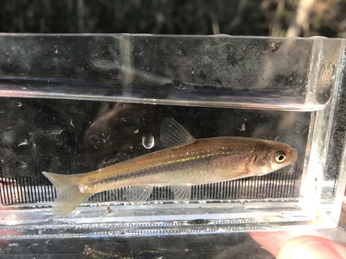 Brassy Minnow