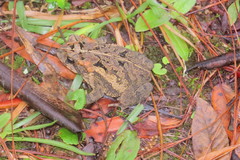 Incilius porteri