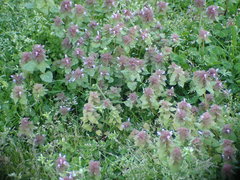 Lamium purpureum