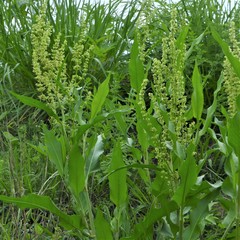 Rumex altissimus