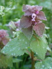 Lamium purpureum