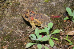 Incilius porteri